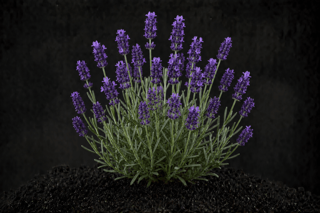 Lavendel