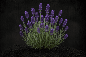 Lavendel