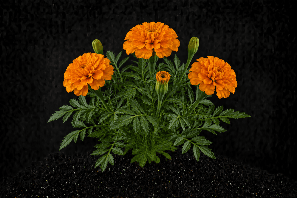 Tagetes (afrikaantje)